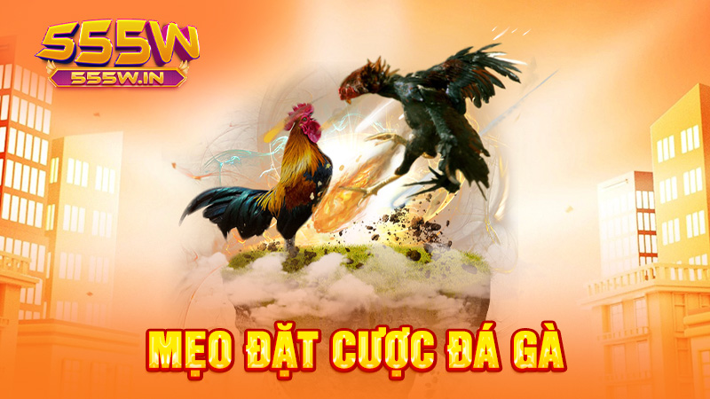 Mẹo đặt cược đá gà